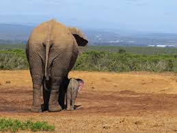 Olifant moeder met baby